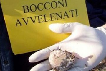 Ritrovamento di bocconi avvelenati